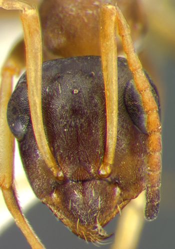 Media type: image;   Entomology 34594 Aspect: head frontal view